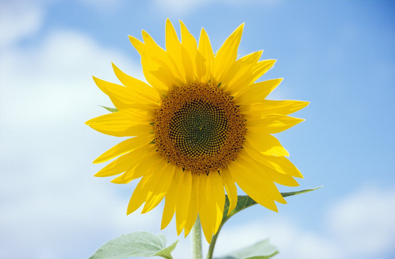 Dejar de querer cambiar lo que no puedes A bright yellow sunflower blooms under a clear blue sky, symbolizing summer and nature's beauty.