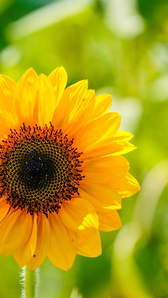 ALGO ESTÁ CAMBIANDO EN MI Close-up of a vibrant sunflower in natural sunlight, captured outdoors.